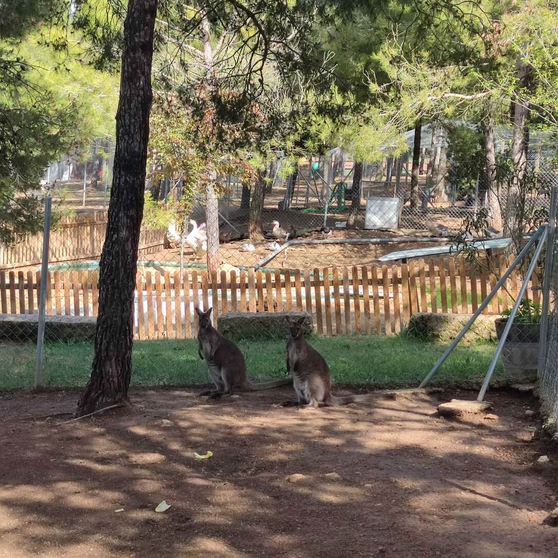 Mamífero del Bioparque La Rocha