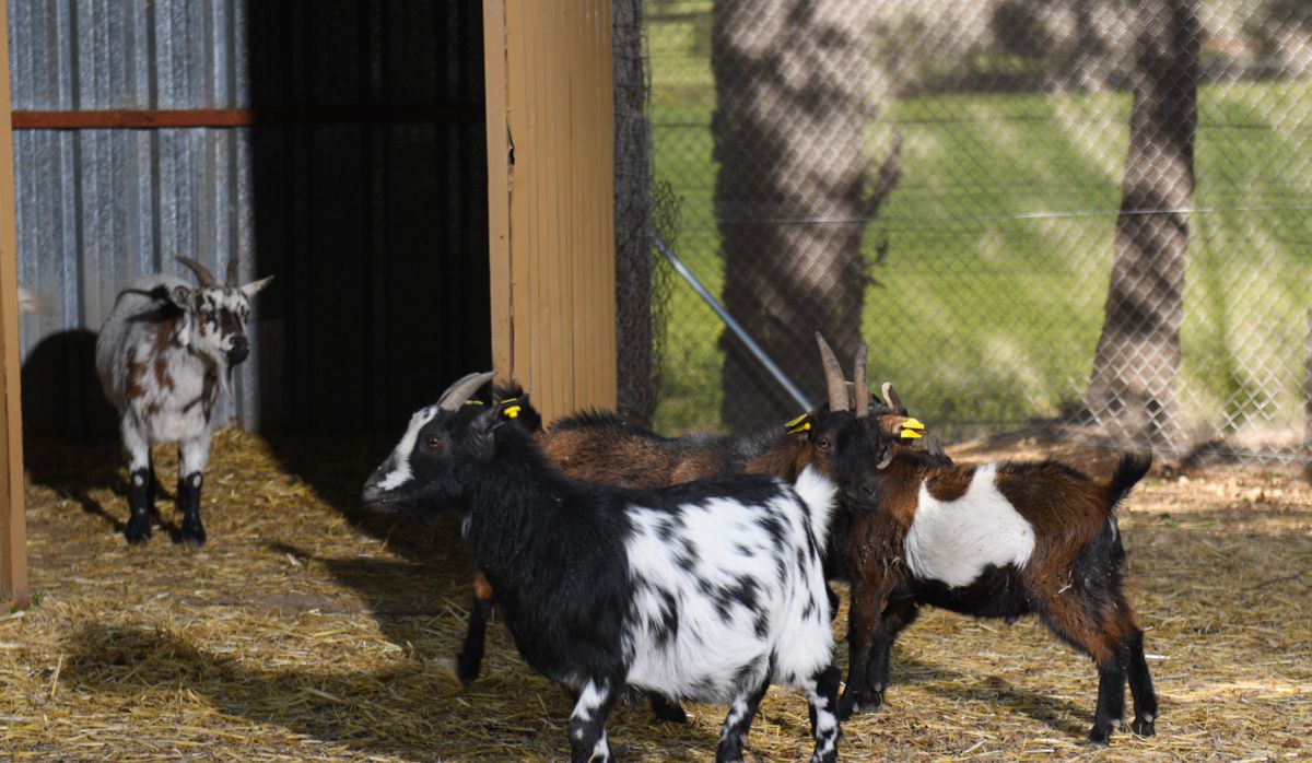 Mamífero del Bioparque La Rocha