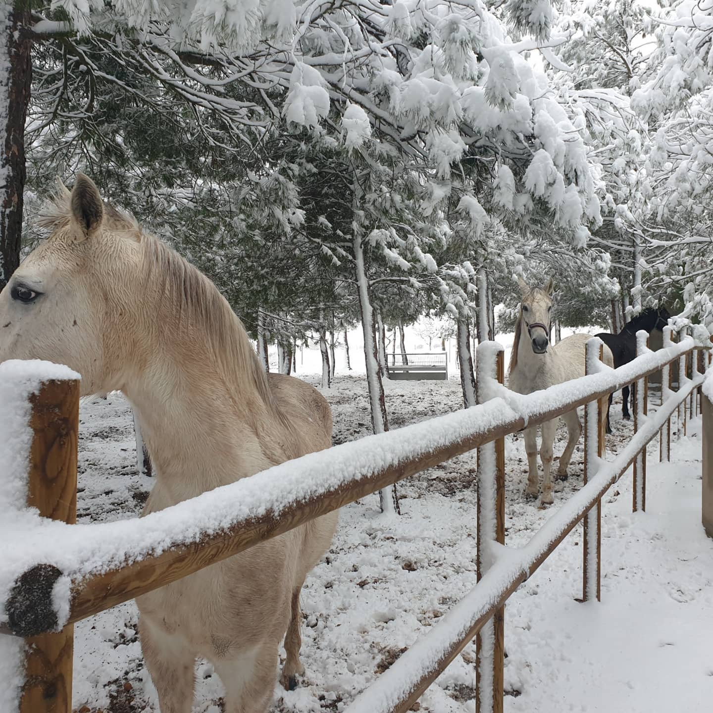 Mamífero del Bioparque La Rocha